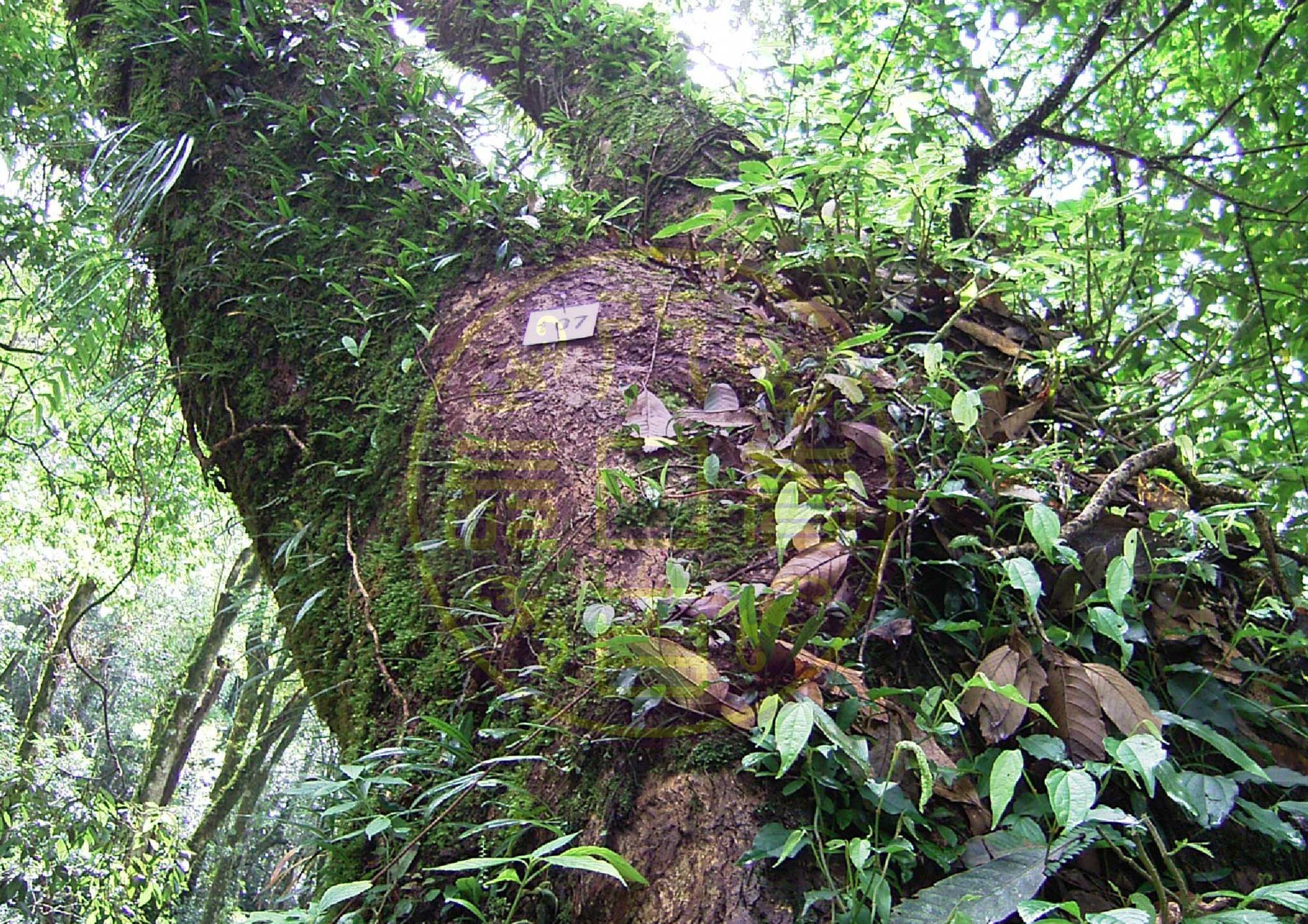 原始林的牛樟樹